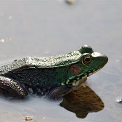 Green Frog